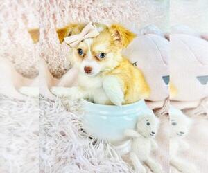 Chihuahua Puppy for sale in BEVERLY HILLS, CA, USA