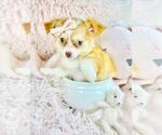 Image preview for Ad Listing. Nickname: cute puppy