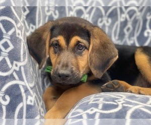 Bloodhound-German Shepherd Dog Mix Puppy for sale in LAKELAND, FL, USA
