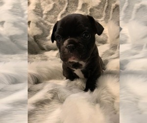 French Bulldog Puppy for sale in JOHNS ISLAND, SC, USA