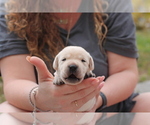 Small Photo #2 Labrador Retriever Puppy For Sale in WEST PALM BEACH, FL, USA