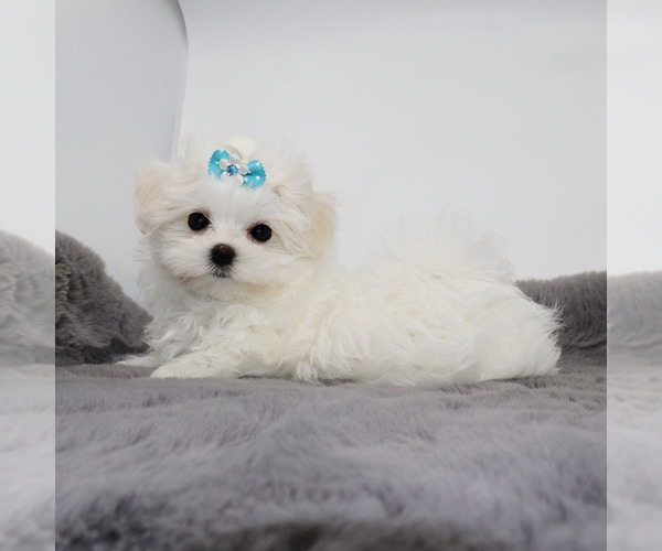 Medium Photo #2 Maltese Puppy For Sale in LOS ANGELES, CA, USA