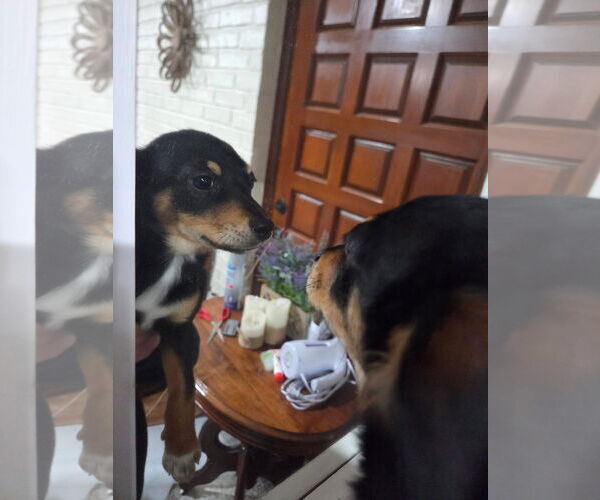 Medium Photo #4 Chihuahua-Unknown Mix Puppy For Sale in Wakefield, RI, USA