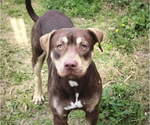 Small #1 American Pit Bull Terrier-Labrador Retriever Mix
