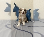 Small Photo #2 Miniature Australian Shepherd Puppy For Sale in ATHENS, TX, USA