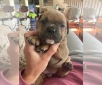 Small #5 Olde English Bulldogge