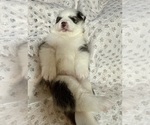 Small #1 Pomsky