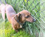 Small #1 Dachshund