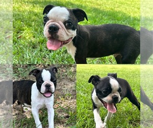 Boston Terrier Puppy for sale in LUCEDALE, MS, USA