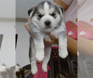 Siberian Husky-Unknown Mix Dogs for adoption in Oklahoma City, OK, USA