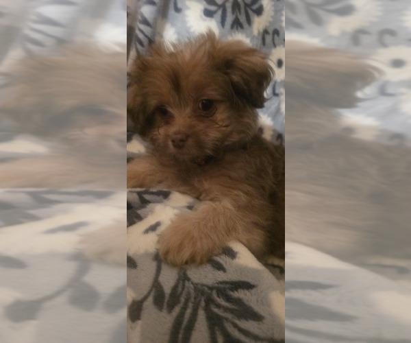 Medium Photo #11 Maltese-Maltipom Mix Puppy For Sale in HUDSON, MA, USA