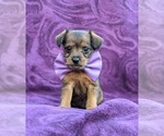 Small Photo #5 Fox Terrier (Toy)-Poodle (Toy) Mix Puppy For Sale in LINCOLN UNIV, PA, USA