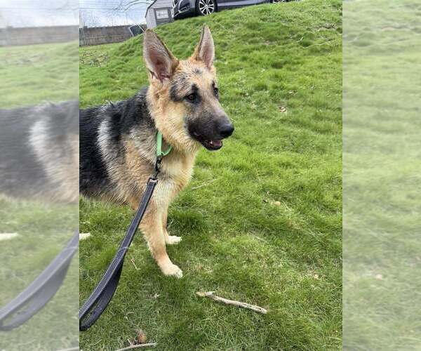 Medium Photo #2 German Shepherd Dog-Unknown Mix Puppy For Sale in Springdale, PA, USA