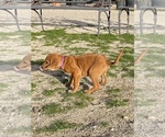 Small Photo #23 Rhodesian Ridgeback Puppy For Sale in MORONGO VALLEY, CA, USA