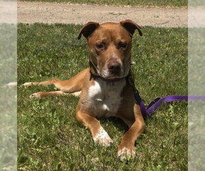 Labrador Retriever-Unknown Mix Dogs for adoption in Fargo, ND, USA