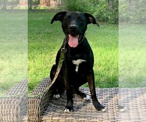 Bullmastiff Dogs for adoption in Nashville, GA, USA