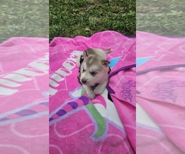 Medium Photo #3 Siberian Husky Puppy For Sale in CAMDENTON, MO, USA