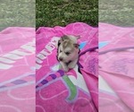 Small #2 Siberian Husky