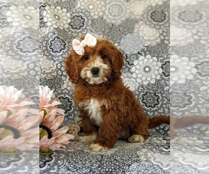 Cavapoo Puppy for sale in NEW PROVIDENCE, PA, USA