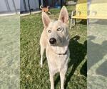 Small Photo #2 Siberian Husky-Unknown Mix Puppy For Sale in Temple, TX, USA