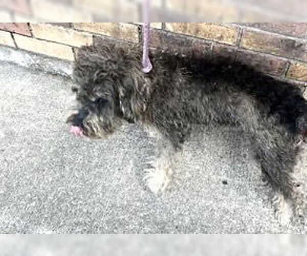 Medium Photo #1 - Mix Puppy For Sale in Houston, TX, USA