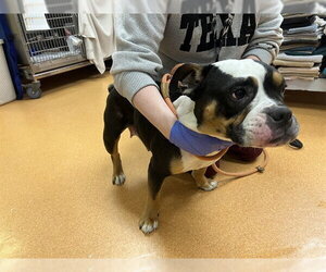 Bulldog Dogs for adoption in Martinez, CA, USA