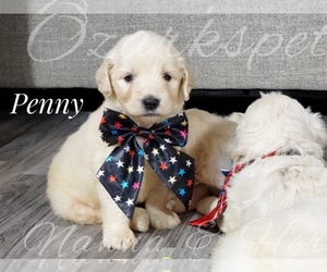Goldendoodle Puppy for sale in CEDAR GAP, MO, USA