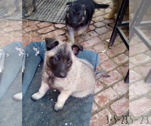 Paprika - of the Belgian Malinois x family - Female German Shepherd Dog-Unknown Mix Dog for Adoption - Photo #12