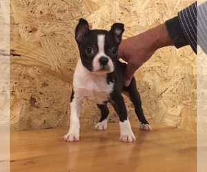 Boston Terrier Puppy for sale in MEDINA, TN, USA