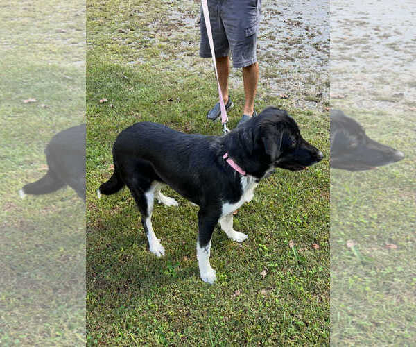 Medium Photo #3 Mutt Puppy For Sale in Shelburne, VT, USA