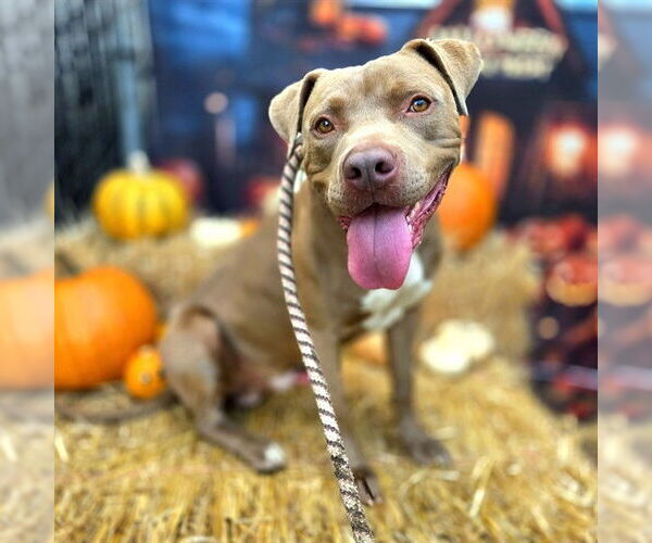 Medium Photo #1 American Pit Bull Terrier-Unknown Mix Puppy For Sale in Long Beach, CA, USA