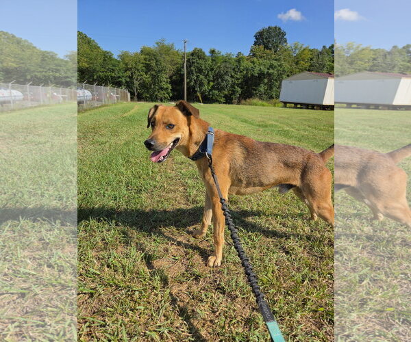 Medium Photo #2 Feist Terrier-Unknown Mix Puppy For Sale in Rustburg, VA, USA