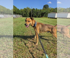 Professor Oak: Not At shelter (Suzanna) - Male Feist Terrier-Unknown Mix Dog for Adoption - Photo #2