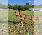 Small #1 Feist Terrier Mix