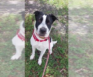 Pointer-Unknown Mix Dogs for adoption in Fort Lauderdale, FL, USA