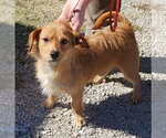 Small Photo #2 Dachshund-Unknown Mix Puppy For Sale in Mountain View, MO, USA