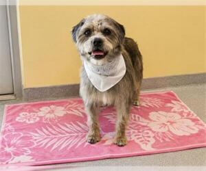 Cairn Terrier-Unknown Mix Dogs for adoption in Orange, CA, USA