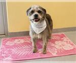 Small Cairn Terrier Mix