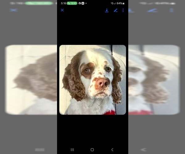 Medium Photo #2 Cocker Spaniel Puppy For Sale in Jackson Township, NJ, USA
