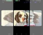 Small #1 Cocker Spaniel