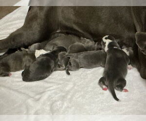 Mutt Dogs for adoption in San Bernardino, CA, USA