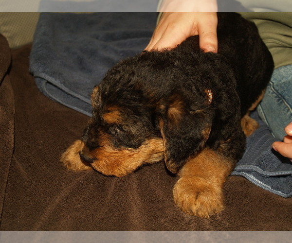Medium Photo #16 Airedale Terrier Puppy For Sale in CHARLESTOWN, IN, USA