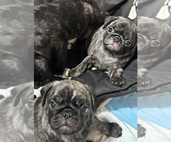 Medium Photo #50 Pug Puppy For Sale in TROY, MO, USA
