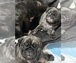 Small Photo #50 Pug Puppy For Sale in TROY, MO, USA