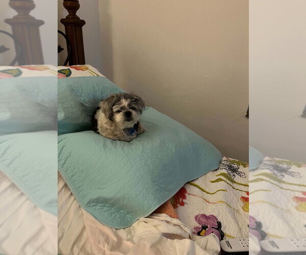 Medium Photo #2 Shih Tzu-Unknown Mix Puppy For Sale in Springdale, PA, USA