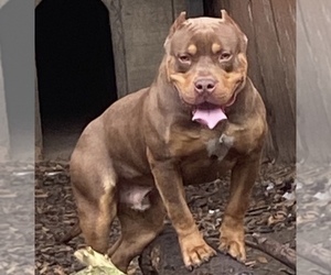 Father of the American Bully puppies born on 02/07/2024