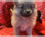 Small Photo #40 Pomeranian Puppy For Sale in GOSHEN, NY, USA
