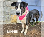 Small Border Collie Mix