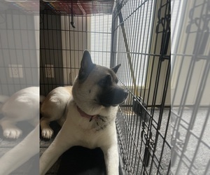 Akita Puppy for sale in LUSBY, MD, USA