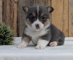 Small Photo #17 Pembroke Welsh Corgi Puppy For Sale in GOSHEN, IN, USA